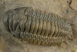 Multi-Toned Crotalocephalina Trilobite - Atchana, Morocco #323584-3